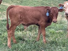 2026 Bull (Tuff Pepper Jam)