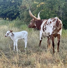 Royal/Oliver Heifer 26