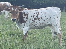 Heifer 2025
