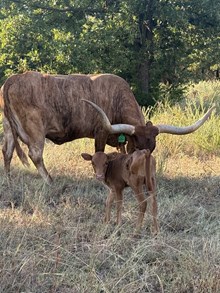 Berry/Rio Heifer 26