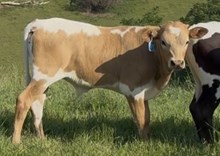 2026 Bull (Honeysuckle Safari)