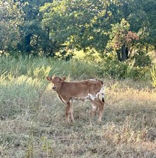 Star/Oliver Heifer 26