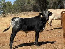 4/19/26 TEX KITTEN BC