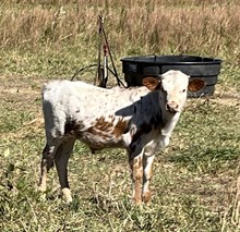 HS Remarkable Bull
