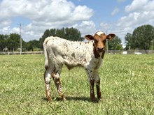 RR Brayden’s Bubba