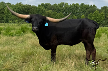 HL GEORGIA O’KEEFE