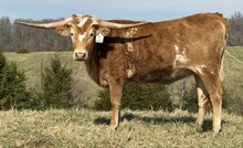 Rustic Ranch Girl