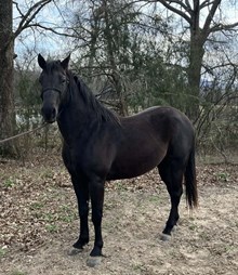 MR BLACK KING POCO