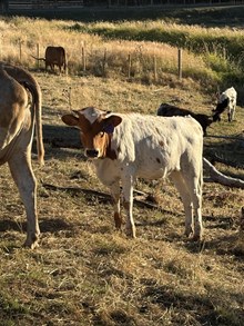 Reckon So X Diablo’s Gal 26 Heifer