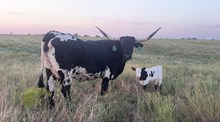 Dolly F1 Cross Heifer 26