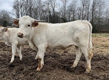 Excellent Luck PL x Dunn Ditto bull calf