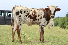 Steer