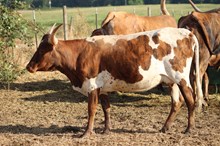 A&S Daffodil