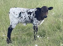 Heifer 2026