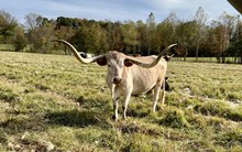 Hicks Safari Roan