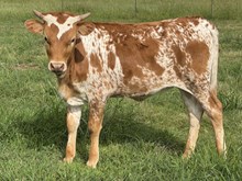 Single 25 Heifer