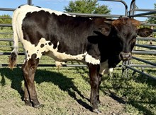 Lucky Looker (steer)