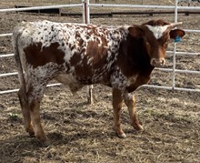 JOEY - Steer