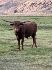 LLL Lucky X El Camino 25 Bull
