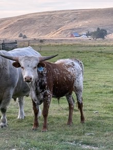 Big Country X Sweet Patriot 25 Bull