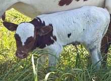 Marlboro Man X Monacos Royal Lady bull