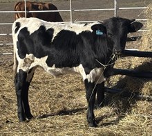 ROPER - Steer