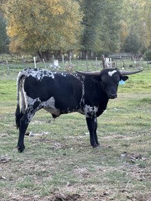 Over Kill X Miss Long Shot 25 Bull