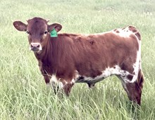 GLR  HERC'S TUFF PEARL