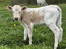 Plumb bull