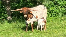 Steffy bull calf 2025