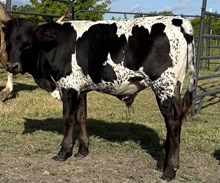 Lucky Bec (steer)