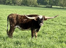 ROMANS 7 HEIFER