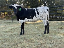 LRR One Cool Queen