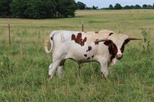 PCC Cactus Jack / GLR Tuff Mocha Gal 24' Bull