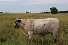 Turn It Loose BCR / Pacific Leila 24 Bull