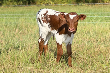Rural Franci 2026 Heifer Calf