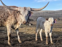 Double Shot X Loaded Buttons 25 Heifer