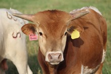 2021 Killer Queen Bull