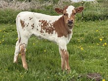 Jiggy heifer