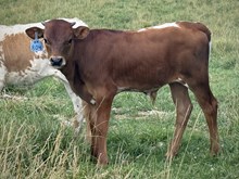 2026 Bull (La Bandita)