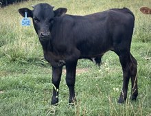 2026 Bull (One Tuff Cookie)