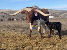 Saddle Up Knight X Tuff Tanya 25 Heifer