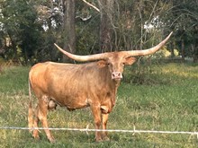 3J Samara
