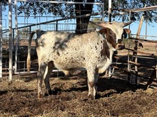 Calf 27