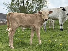 Maze bull