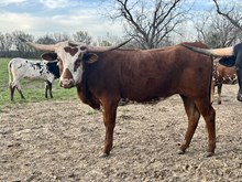 Heifer 19
