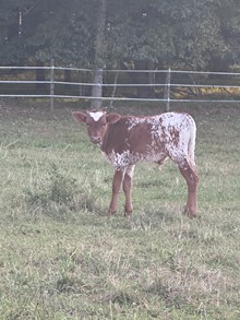 Steer 2