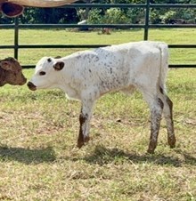 Sky/Cinch Bull 26