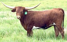 GLR ROYAL DANICA GAL