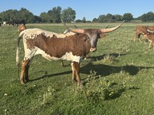 HNB Nala